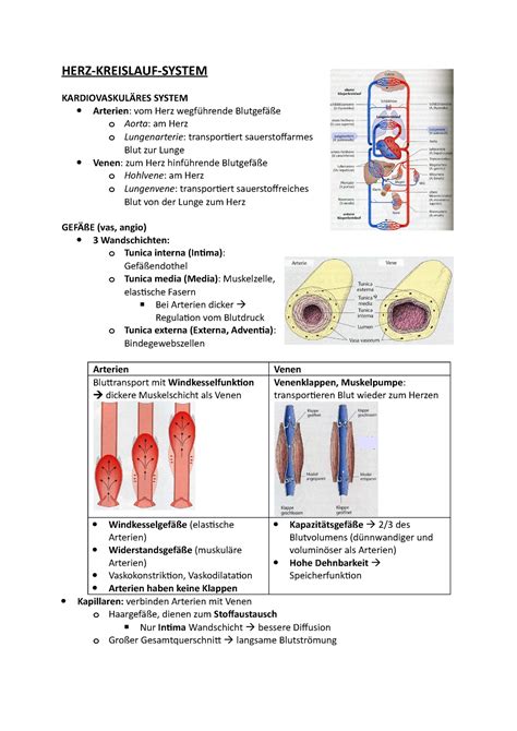 Zusammenfassung Der Vorlesung Zum Thema Herz HERZ KREISLAUF SYSTEM