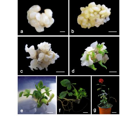 Plant Regeneration Via Direct Somatic Embryogenesis For Rosa Hybrida