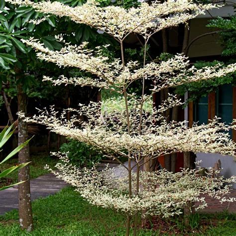 Terminalia Variegated | Trees Plants | Online plant nursery | Gulab.pk