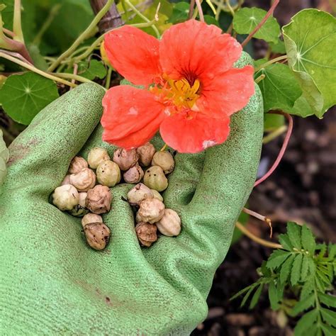 Harvesting Nasturtium Seeds 4 Easy And Fun Steps Bunny S Garden In 2022 Nasturtium Seeds