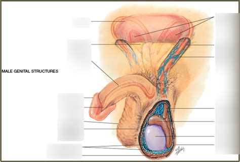 Male Gu Anatomy S Diagram Quizlet