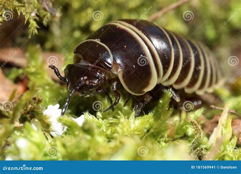 Pill Bug Armadillidiidae Royalty Free Stock Image