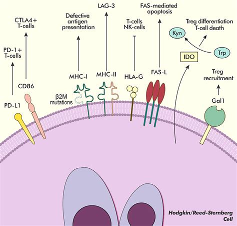 Frontiers Tackling The Dysregulated Immune Checkpoints In Classical