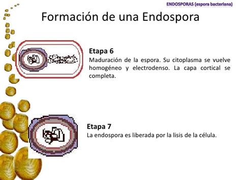 Endospora