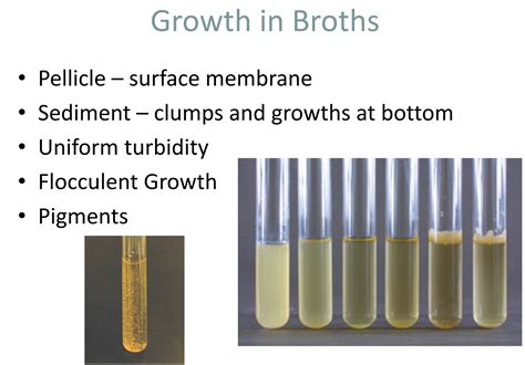 [Solved] Growth in Broths Pellicle — surface membrane Sediment — clumps ...