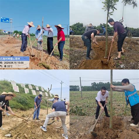 共植“公路林” 同享“绿富美”——港门镇乡村绿化义务植树遂溪县人民政府公众网站