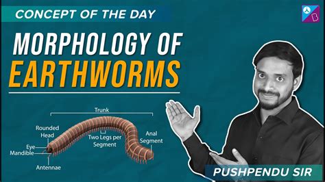 Neet 2023 Morphology Of Earthworms Concept Explained Neet Biology