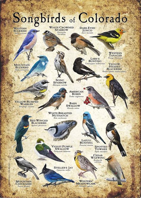 Songbirds Of Colorado Poster Print Field Guide Etsy