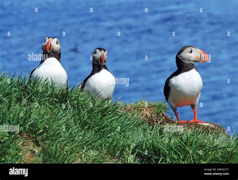 Three Nesting Atlantic Puffins In The Summer In The Cliffs Of The