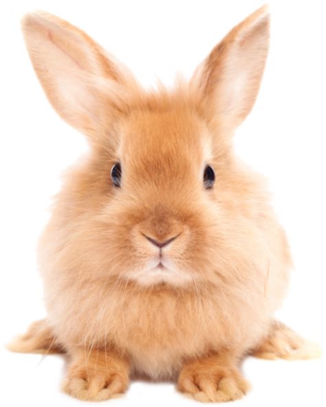 Bunny Png Images Transparent Free Download