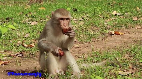 Monkey Obey Walk Along A Angkor Thom Road And Got Cucumbermango Steen