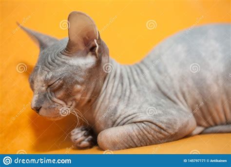 Kitten of Donskoy Sphynx Cat Sleeping on Orange Blanket Stock Image - Image of feline, animal ...