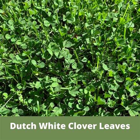 Flawn Seed Dutch White Clover Flowering Lawn Seed - Kid, Pet ...