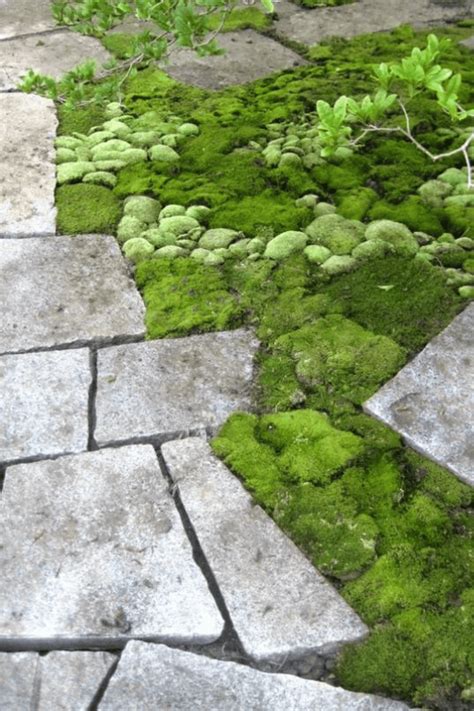 Using Moss As Ground Cover Go Green With Moss Carolina Country