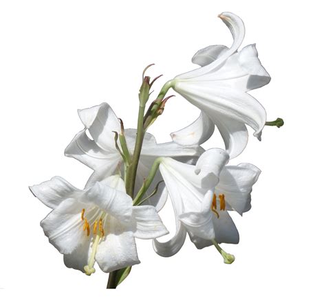 Lilies Transparent Images Png Play