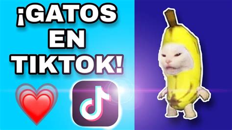 El Gato Tiktok Template