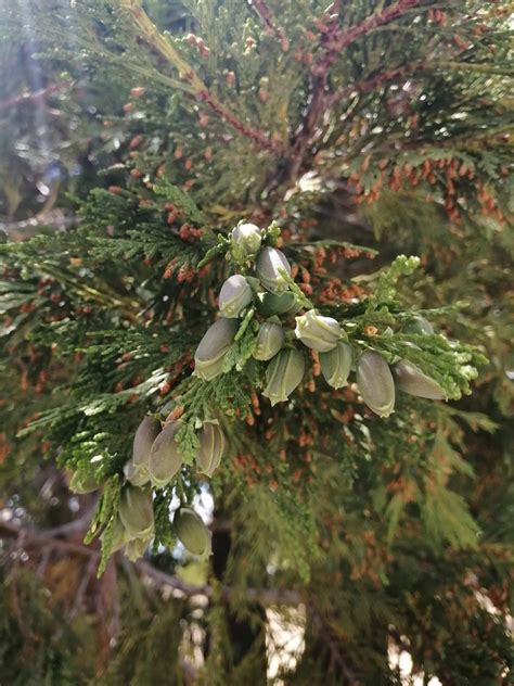 California Incense Cedar From Sierra De San Pedro M Rtir Ensenada Mx