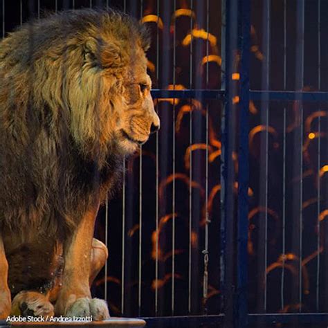 Ringling Bros. and Barnum & Bailey Circus Returns Without Animals | The ...