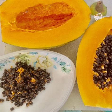 Papaya Seeds | Papaya seeds, Papaya, Stuffed peppers