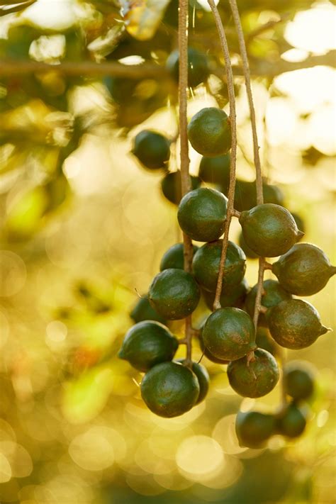 So You Want To Grow Your Own Macadamia Tree Here Are Things You