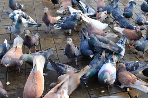 The Ultimate Guide To Pigeon Farming Ne Pigeon Supplies