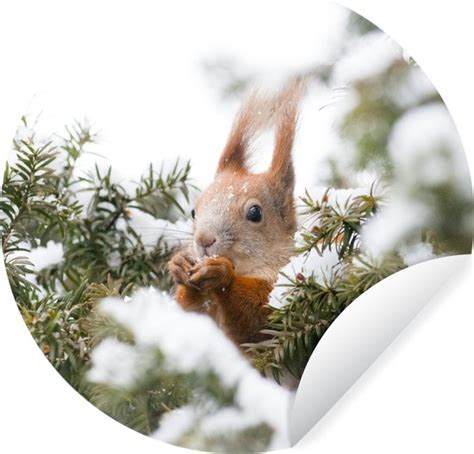 Wallcircle Muurstickers Behangcirkel Eekhoorn Den Sneeuw