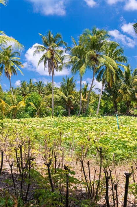 Tioman Island Rainforest Stock Photo Image Of Trees 15459350