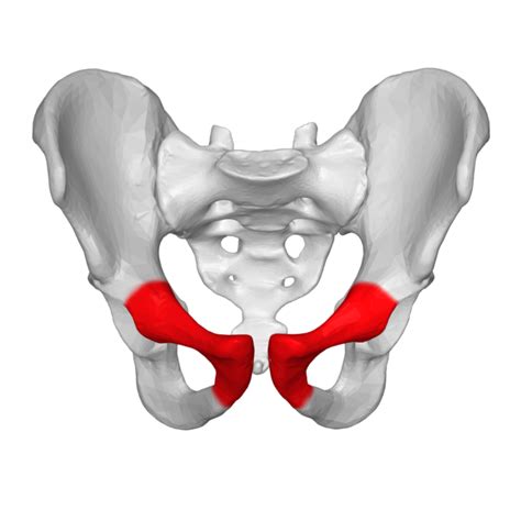 Pubis Physiopedia