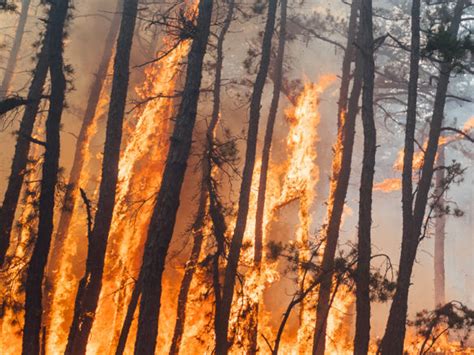 Fireworks Spark Massive 4 000 Acre Forest Fire In New Jersey