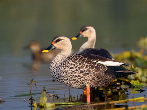 Indian Spot Billed Duck Anas Poecilorhyncha Rahul Chavan Flickr