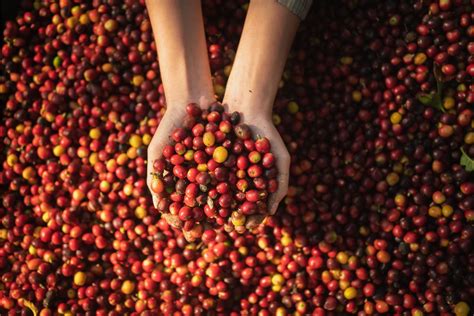 Brasil se aproxima da safra de café robusta de 2024 em momento de