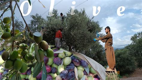 Picking Olives From The Tree And Collecting And Transporting Olives On