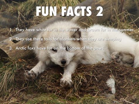 Fun Facts About Arctic Fox