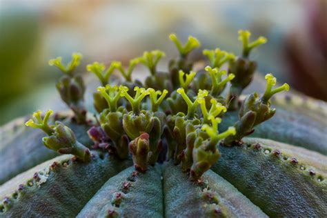 Euphorbia Obesa Flowers Macro Succulent Gardening Sonoran Desert