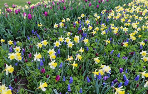 Best Bulbs For Every Spot In The Garden The English Garden