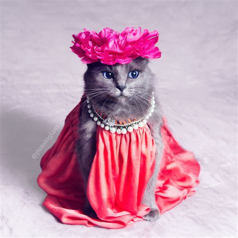 7 Fashionable Cats You Have To Follow On Instagram | Bored Panda