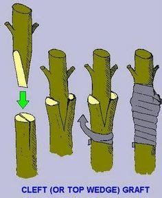 Grafting Fruit Trees Ideas Grafting Fruit Trees Fruit Trees Grafting