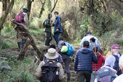 Days Rwanda Gorilla Chimpanzee Wildlife Adventure Early Trails