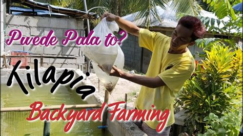 Backyard Tilapia Farming Youtube