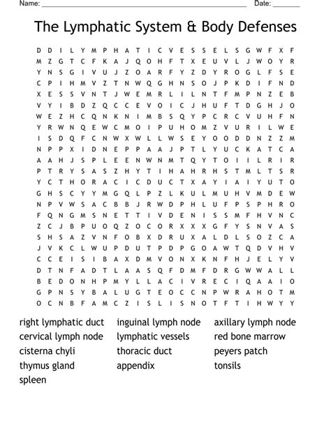 Lymphatic System Word Search WordMint