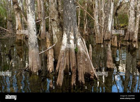 Bald Cypress Trees Taxodium Distichum In A Swamp The Bald Cypress