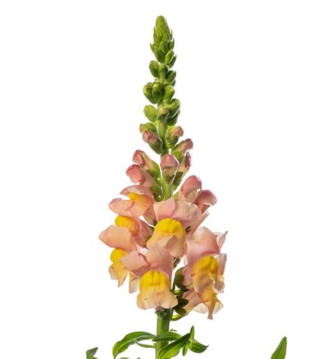 Antirrhinum Majus Costa Apricot F1 Hybrid Seeds £295 From Chiltern