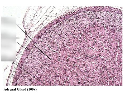 Histology Diagram Quizlet