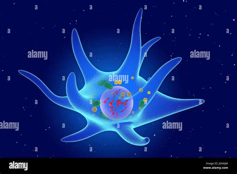 Illustration of a Merkel cell from skin. Merkel cells are responsible ...