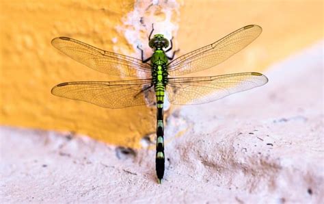 Viral Strange Female Dragonflies Fake Their Own Death To Avoid Mating With Unwanted Males