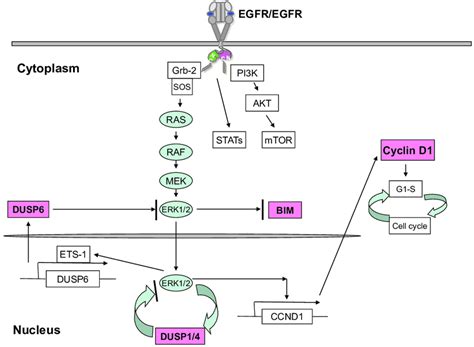 EGFR Signaling