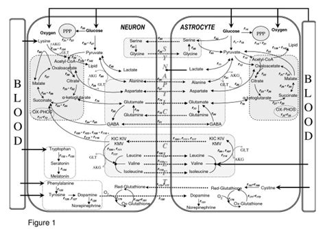 Metabolic Interactions Between Astrocytes And Neurons With Major Download Scientific Diagram