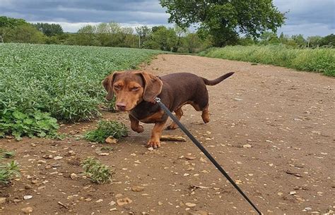 Dachshund Beagle Mix (Doxle OR Doxie) - Full Breed Information