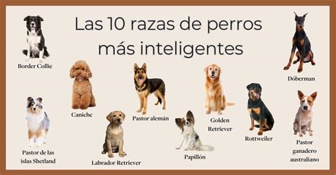 Usual Visión general Anotar top razas de perros mas bonitos Si Matar grieta