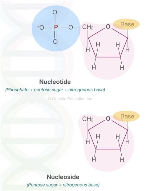 Nucleotides Vs Nucleosides